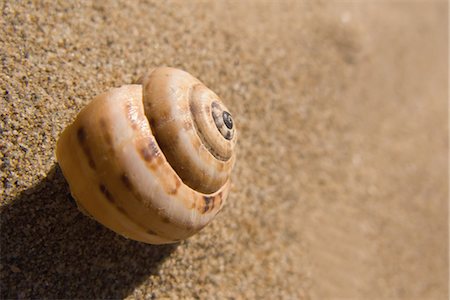 spiral - Shell of snail lying on sand Stock Photo - Rights-Managed, Code: 859-03036376