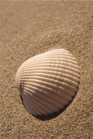 Seashell lying on beach Foto de stock - Direito Controlado, Número: 859-03036378