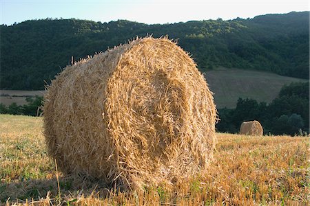 pagliaio - Round hay bales in a field Fotografie stock - Rights-Managed, Codice: 859-03036381