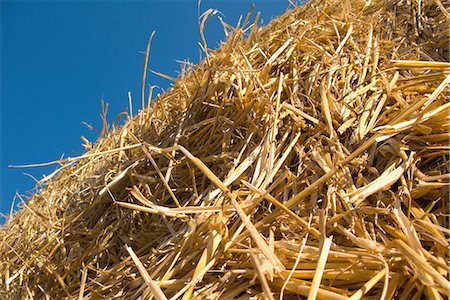 Dried straw against blue sky Foto de stock - Con derechos protegidos, Código: 859-03036382