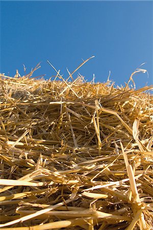 pagliaio - Dried straw against blue sky Fotografie stock - Rights-Managed, Codice: 859-03036383