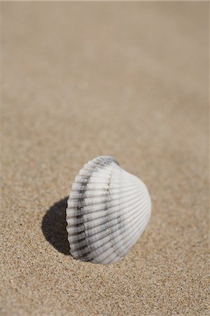 Seashell on sand Foto de stock - Con derechos protegidos, Código: 859-03036393