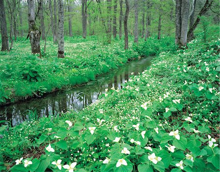 simsearch:859-03036472,k - Flowers Growing Along A Forest Stream Stock Photo - Rights-Managed, Code: 859-03036638