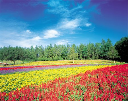 Wide Open Meadow Of Colourful Flowers Stock Photo - Rights-Managed, Code: 859-03036646