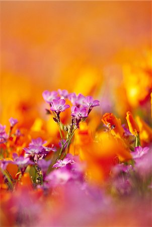 simsearch:859-03600540,k - Orange and purple flowers Stock Photo - Rights-Managed, Code: 859-03036657