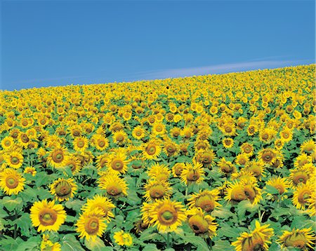 simsearch:859-03036472,k - Meadow Of Sunflowers Foto de stock - Con derechos protegidos, Código: 859-03036651