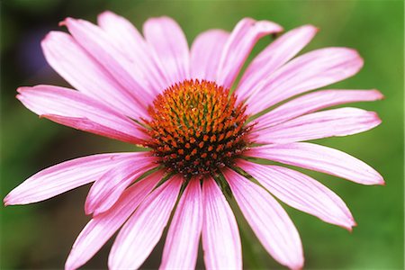 echinacea - Pink flower Fotografie stock - Rights-Managed, Codice: 859-03036665