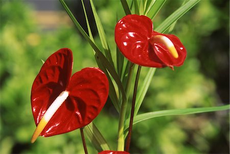 flamingo lily - Red tropical flowers Stock Photo - Rights-Managed, Code: 859-03036667