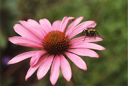 simsearch:859-03040238,k - Bee on pink flower Foto de stock - Con derechos protegidos, Código: 859-03036661