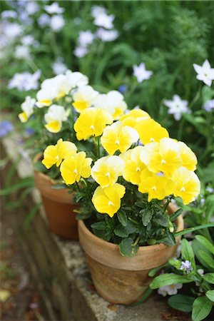 Potted flowers on wall Fotografie stock - Rights-Managed, Codice: 859-03036746