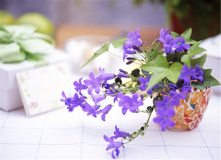 simsearch:859-03041504,k - Flowers in pot Stock Photo - Rights-Managed, Code: 859-03036773