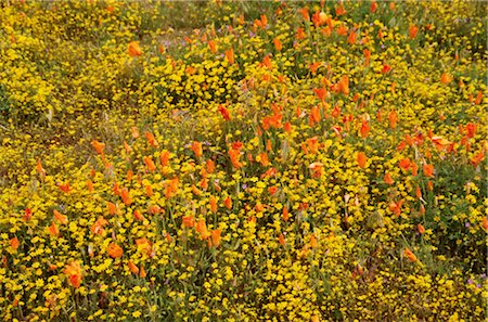 simsearch:689-03123695,k - Field of orange and yellow flowers Foto de stock - Direito Controlado, Número: 859-03036795