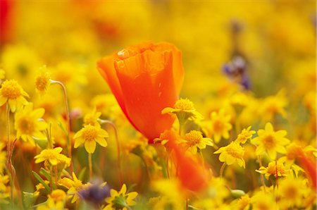 poppi castle - Fleurs oranges et jaunes Photographie de stock - Rights-Managed, Code: 859-03036797