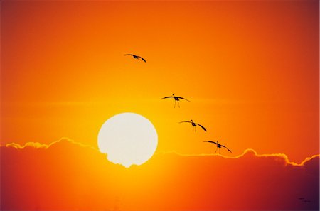 Ducks flying into sunset Stock Photo - Rights-Managed, Code: 859-03036844