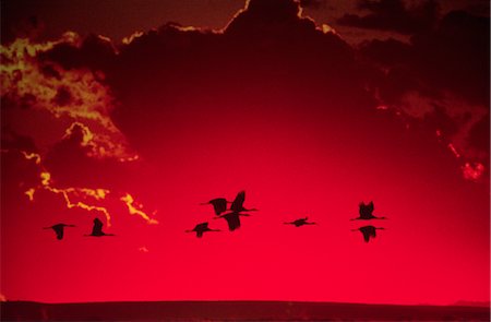 Group of ducks flying in a red sky Stock Photo - Rights-Managed, Code: 859-03036847
