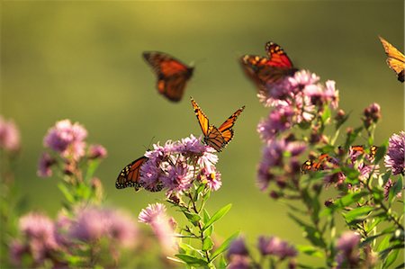 Butterflies on light purple flowers Stock Photo - Rights-Managed, Code: 859-03036843