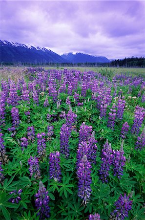 Champ de fleurs violettes Photographie de stock - Rights-Managed, Code: 859-03037061