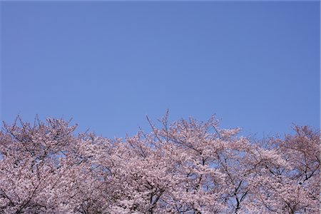 Cherry blossoms Stock Photo - Rights-Managed, Code: 859-03037937