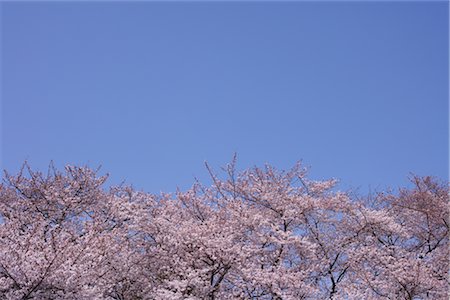 Cherry blossoms Foto de stock - Con derechos protegidos, Código: 859-03037937