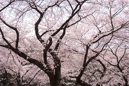 Cherry blossoms Stock Photo - Rights-Managed, Code: 859-03037940