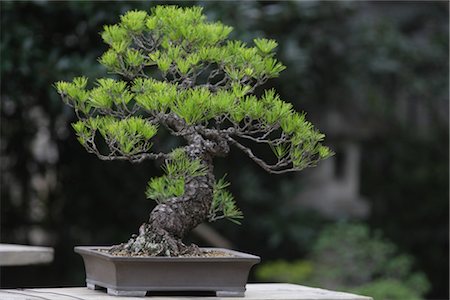 Bonsai Tree Stock Photo - Rights-Managed, Code: 859-03038014