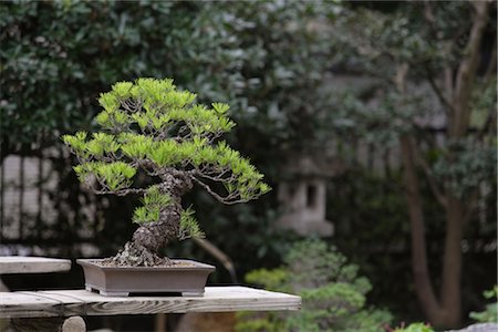 Bonsai Tree Stock Photo - Rights-Managed, Code: 859-03038015
