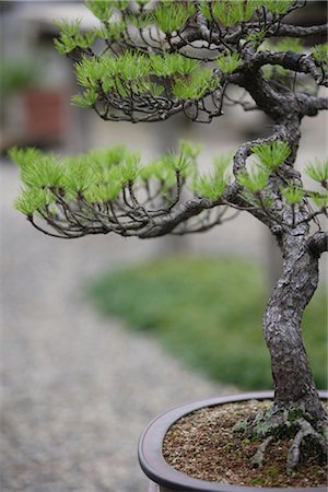 Close Up of a Bonsai Tree Stock Photo - Rights-Managed, Code: 859-03038017