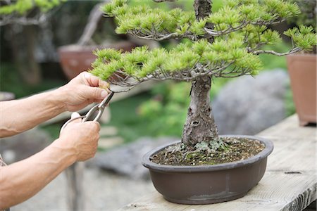 Person Pruning a Bonsai Tree Stock Photo - Rights-Managed, Code: 859-03038024