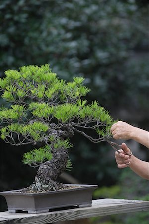 Pruning a Bonsai Tree Stock Photo - Rights-Managed, Code: 859-03038028
