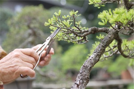 Pruning a Bonsai Tree Stock Photo - Rights-Managed, Code: 859-03038023