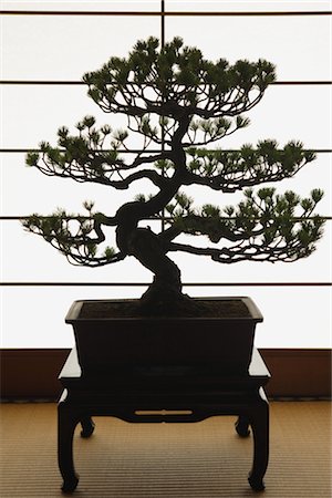 Bonsai Tree Against a Sliding Paper Door Stock Photo - Rights-Managed, Code: 859-03038034
