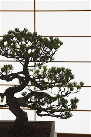 Bonsai Tree against a White Background Stock Photo - Rights-Managed, Code: 859-03038038
