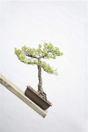 Bonsai Tree Stock Photo - Rights-Managed, Code: 859-03038031