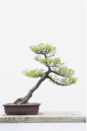 Bonsai Tree Stock Photo - Rights-Managed, Code: 859-03038032