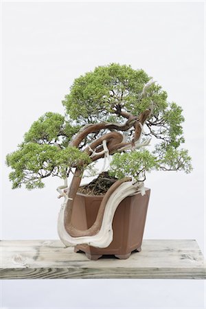 Bonsai Tree Stock Photo - Rights-Managed, Code: 859-03038033