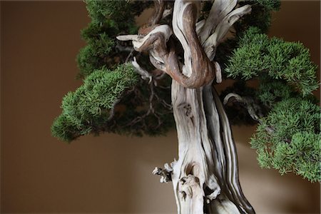 The Fragile Bark of a Bonsai Tree Stock Photo - Rights-Managed, Code: 859-03038044