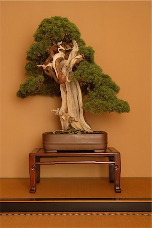 Gnarly Bonsai Tree Stock Photo - Rights-Managed, Code: 859-03038045