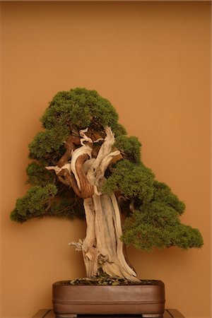 The Delicate Trunk of a Bonsai Tree Stock Photo - Rights-Managed, Code: 859-03038046