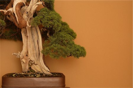 The Tender Foliage of a Bonsai Tree Stock Photo - Rights-Managed, Code: 859-03038047