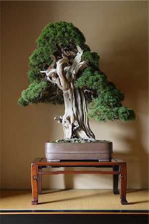 Old Bonsai Tree Stock Photo - Rights-Managed, Code: 859-03038040