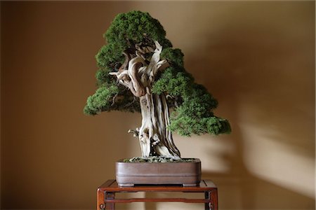 Japanese Bonsai Tree Stock Photo - Rights-Managed, Code: 859-03038041