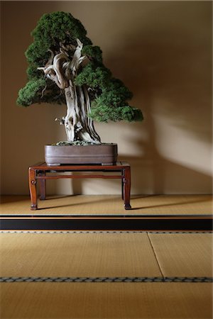 Bonsai Tree In a Japanese Style Room Stock Photo - Rights-Managed, Code: 859-03038042