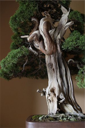 Bonsai Tree Close Up Stock Photo - Rights-Managed, Code: 859-03038043