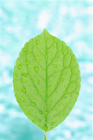 ecology water - Leaf with Water Drops Stock Photo - Rights-Managed, Code: 859-03038622