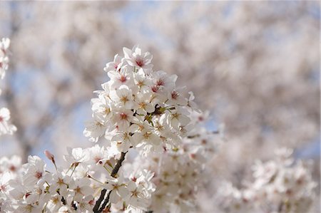 delikat - Cherry Blossom Flowers Blooming Foto de stock - Con derechos protegidos, Código: 859-03038730