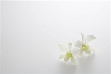 Two white orchids Stock Photo - Rights-Managed, Code: 859-03039050