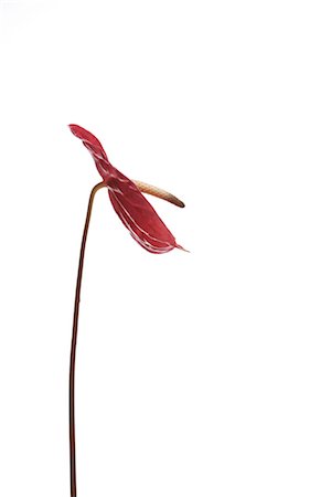 Anthurium Stock Photo - Rights-Managed, Code: 859-03039207