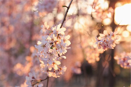 Cerisiers en fleurs Photographie de stock - Rights-Managed, Code: 859-03039294