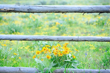 Yellow Flowers and Wooden Fence Stock Photo - Rights-Managed, Code: 859-03039671