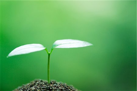 productivity - Small Little Growing Leaf Bud Stock Photo - Rights-Managed, Code: 859-03039691